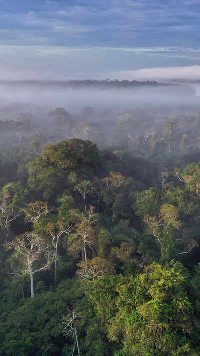 Amazon rainforest, Peru (© Rhett Ayers Butler/Getty Images) mobile wallpaper