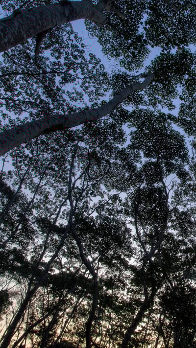 秘鲁亚马逊坦博帕塔国家保护区中的树冠 (© Patrick Brandenburg/Tandem Stills + Motion) mobile wallpaper