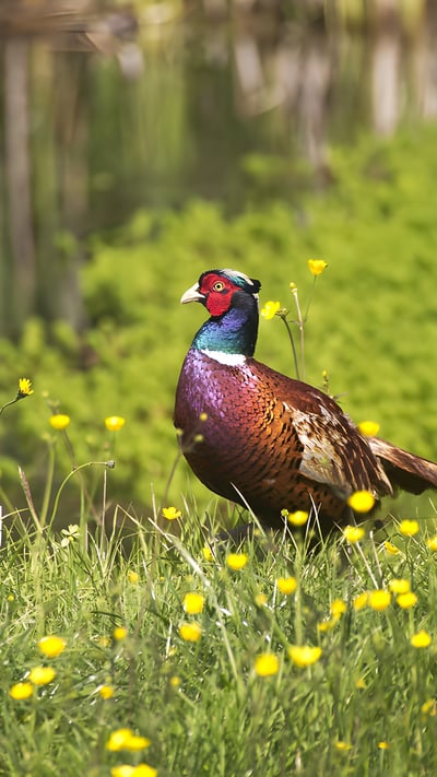 Common pheasant, Normandy, France (© slowmotiongli/Getty Images) mobile wallpaper