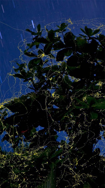 Fireflies surround a sea almond tree in Camarines Sur, Luzon, Philippines (© Jurgen Freund/Minden Pictures) mobile wallpaper