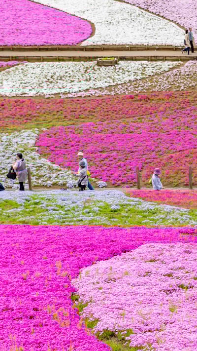 Moss pink displays at Hitsujiyama Park, Saitama Prefecture, Japan (© Takashi Images/Shutterstock) mobile wallpaper