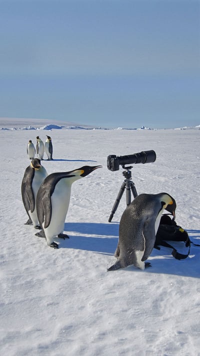 A group of curious emperor penguins in Antarctica (© Mint Images Limited/Alamy) mobile wallpaper
