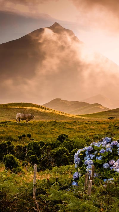 A bull in the foothills of Mount Pico on Pico Island in the Portuguese archipelago of the Azores (© Atmo-Sphere/Getty Images) mobile wallpaper