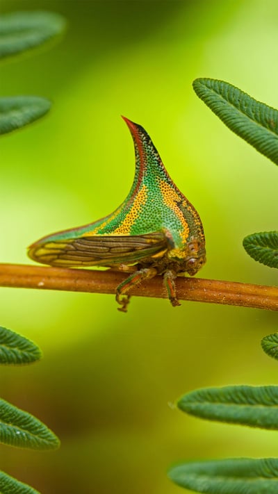 Thorn bug, Pico Bonito National Park, Honduras (© Mac Stone/Tandem Stills + Motion) mobile wallpaper