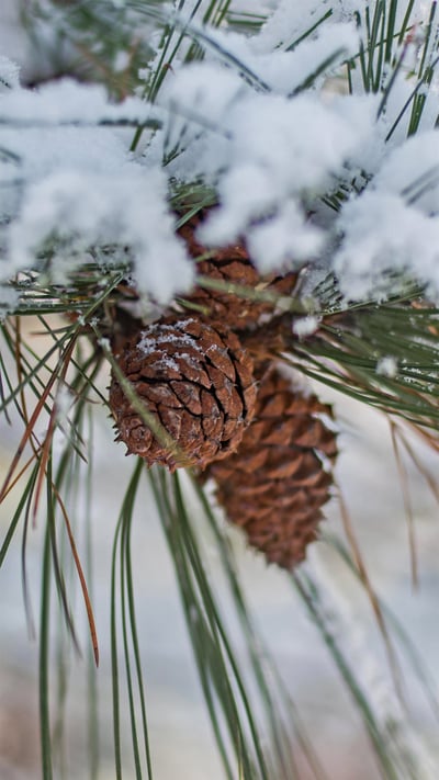 「松かさと雪」 (© divineviewphotography/Alamy) mobile wallpaper