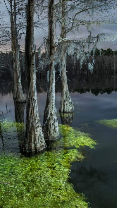 Pine Log State Forest, Florida (© plainpicture/Cavan Images) mobile wallpaper