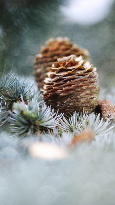 Pine cones, Netherlands (© Marcel ter Bekke/Getty Images) mobile wallpaper