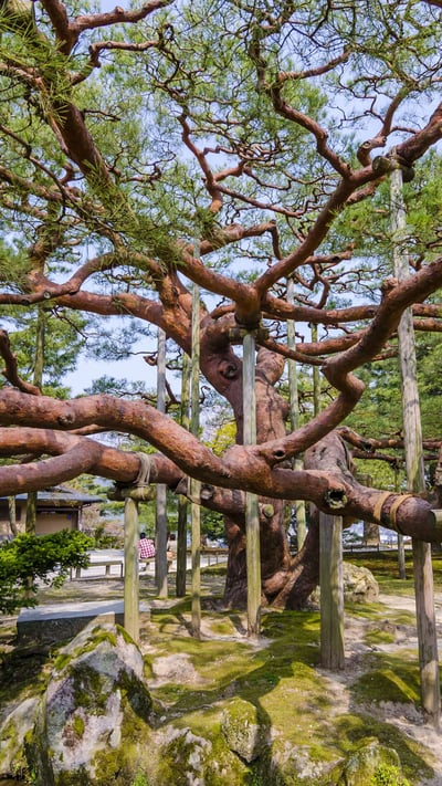 ｢兼六園の手向けの松｣金沢市 (© Korkusung/Shutterstock) mobile wallpaper