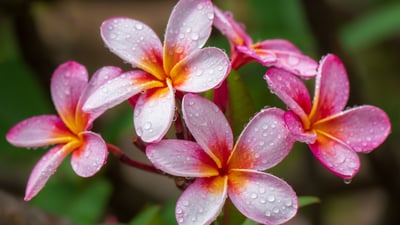 A fragrant tradition