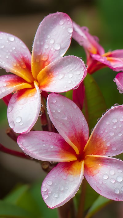 Plumeria flowers, Hawaii (© Miranda Jans/Getty Images) mobile wallpaper