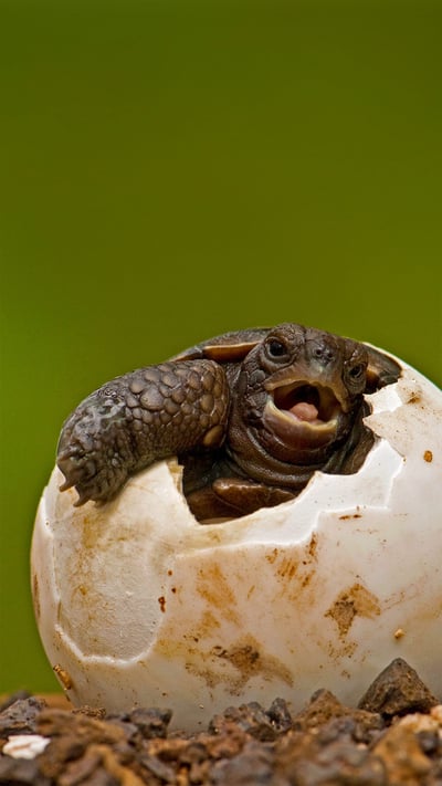 Pinzon Island tortoise hatchling emerging from its egg at the Charles Darwin Research Station on Santa Cruz Island, Galápagos Islands, Ecuador (© Pete Oxford/Minden Pictures) mobile wallpaper