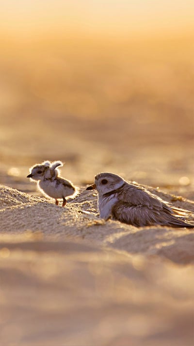 Piping plover and its chick on Jones Beach Island, New York (© Vicki Jauron/Getty Images) mobile wallpaper