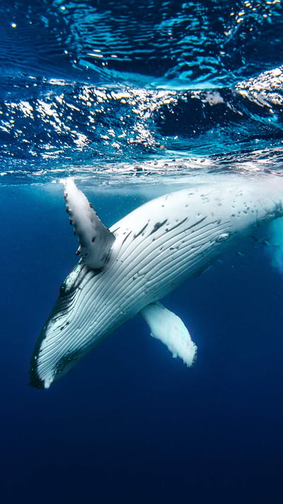 Humpback whale (© Philip Thurston/Getty Images) mobile wallpaper