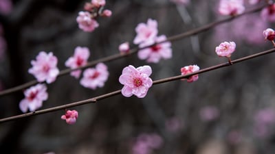 China in bloom