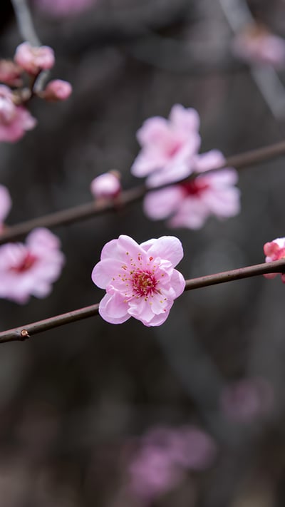 Plum blossoms in China (© zhikun sun/Getty Images) mobile wallpaper