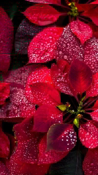Poinsettias (© Yarygin/Getty Images) mobile wallpaper