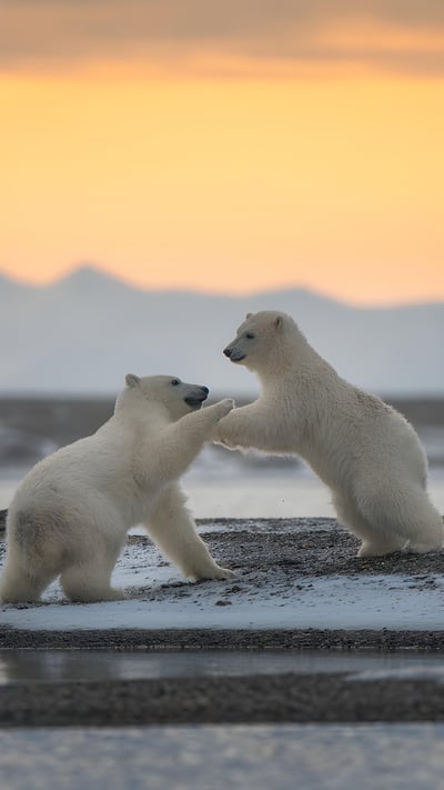 Polar bear cubs playing, Kaktovik, Alaska (© Piriya Photography/Getty Images) mobile wallpaper