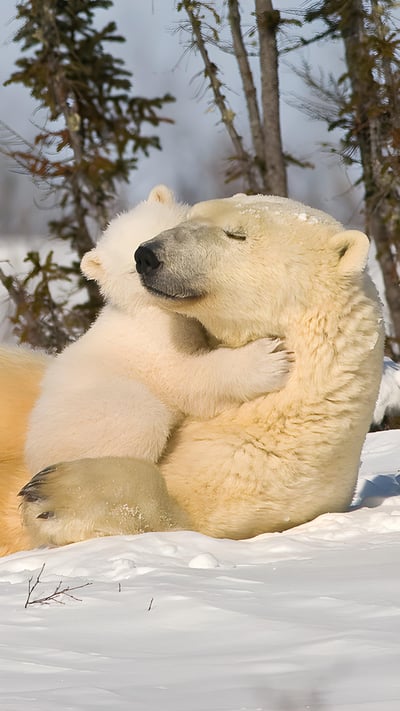 Polar bear mom and cub, Churchill, Manitoba, Canada (© Design Pics/plainpicture) mobile wallpaper