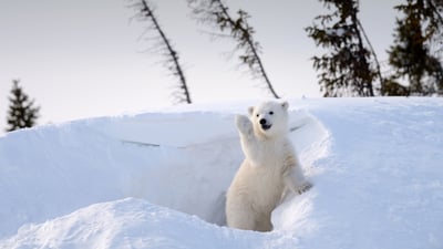 Polar care
