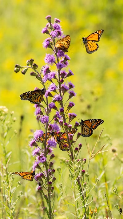 Monarch butterflies feeding from wildflowers (© bookguy/Getty Images) mobile wallpaper