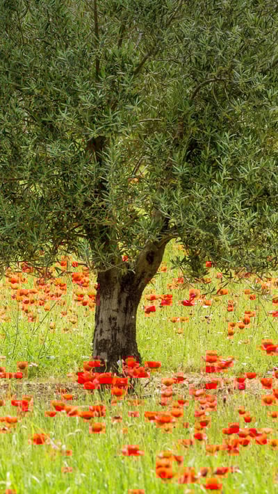 Olive trees and poppies in Luberon Regional Nature Park, France (© Hemis/Alamy) mobile wallpaper