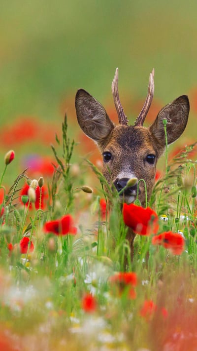 Roe deer with poppies (© Arterra Picture Library/Alamy) mobile wallpaper