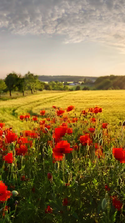 Mohnfelder, Adelschlag, Bayern (© Michael Rucker/Getty Images) mobile wallpaper