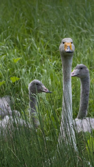 Cygne chanteur avec des petits, Finlande (© Jussi Murtosaari/Minden Pictures) mobile wallpaper