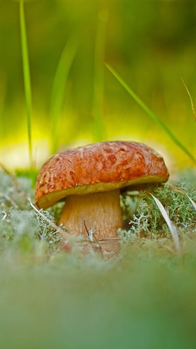 A porcini mushroom (© vnosokin/Getty Images) mobile wallpaper