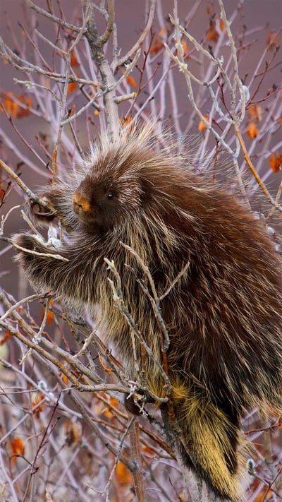 A porcupine hangs on a willow tree branch, Alaska (© Design Pics/Danita Delimont) mobile wallpaper