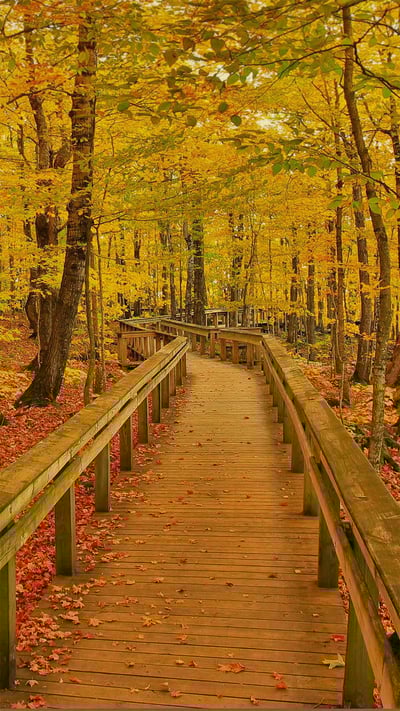 「ポーキュパイン山脈荒野州立公園のエスカープメントトレイル」米国, ミシガン州 (© Pat & Chuck Blackley/Alamy) mobile wallpaper