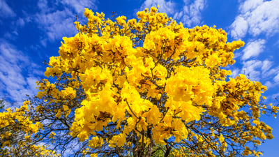 Seja bem-vinda, primavera!