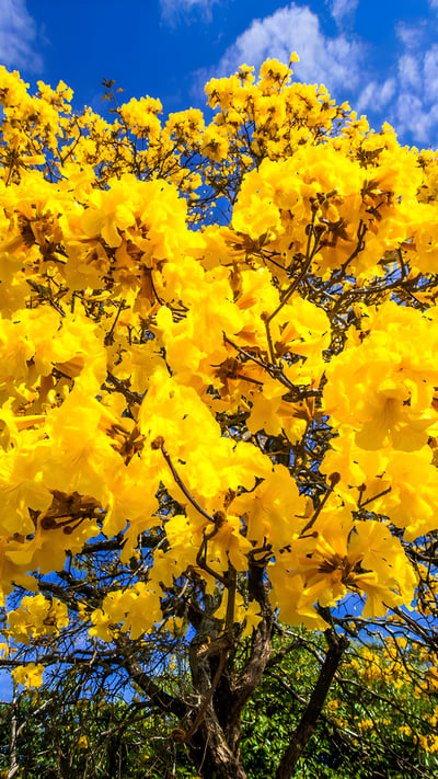 Árvore de ipê-amarelo em floração (© Wilton mitsuo miwa/Getty Images) mobile wallpaper