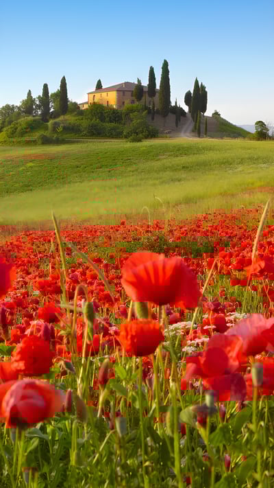 San Quirico d’Orcia, Toscana (© Fabio Muzzi/Connect Images/Alamy Stock Photo) mobile wallpaper