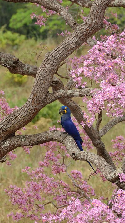 Arara-azul em um ipê-rosa durante a estação de floração, Pantanal, Mato Grosso (© Luiz Claudio Marigo/Minden PIctures) mobile wallpaper