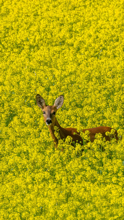 Une biche dans un champ de colza, lac de Serre-Ponçon, Chorges, Hautes-Alpes, France (© Alain Bachellier/Getty Images) mobile wallpaper