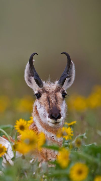 Pronghorn buck (© Donald M. Jones/Minden Pictures) mobile wallpaper