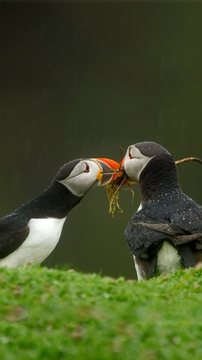Male Atlantic puffin gives his mate nesting material, Skomer Island, Wales (© Danny Green/Minden Pictures) mobile wallpaper