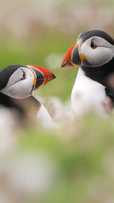 Puffins among sea campion on Skomer Island, Pembrokeshire, Wales (© Ross Hoddinott/Minden Pictures) mobile wallpaper