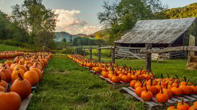 Oh my gourd, it's today!