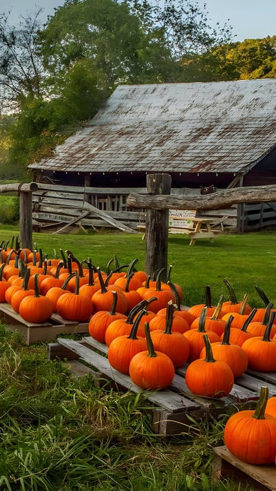 Pumpkin farm in North Carolina (© Matthew H Irvin/Getty Images) mobile wallpaper