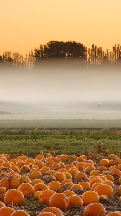 Pumpkin field, Victoria, British Columbia, Canada (© Shaun Cunningham/Alamy) mobile wallpaper