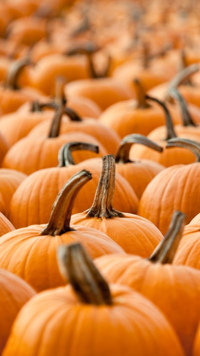 Pumpkins (© pianisssimo/iStock/Getty Images Plus) mobile wallpaper