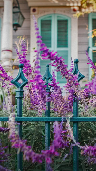 Flowers and an ironwork fence in front of a house in New Orleans, Louisiana (© Lauren Mitchell/Offset by Shutterstock) mobile wallpaper