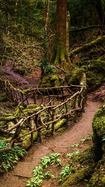 Path through Puzzlewood, Forest of Dean, Gloucestershire (© GuyBerresfordPhotography/iStock/Getty Images Plus) mobile wallpaper