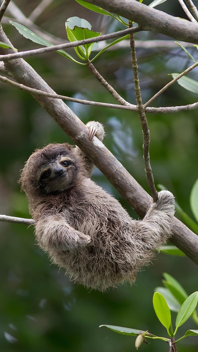 Pygmy three-toed sloth baby, Isla Escudo de Veraguas, Panama (© Suzi Eszterhas/Minden Pictures) mobile wallpaper