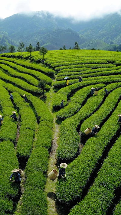 【今日清明节】 (© Xinhua/Alamy Stock Photo) mobile wallpaper