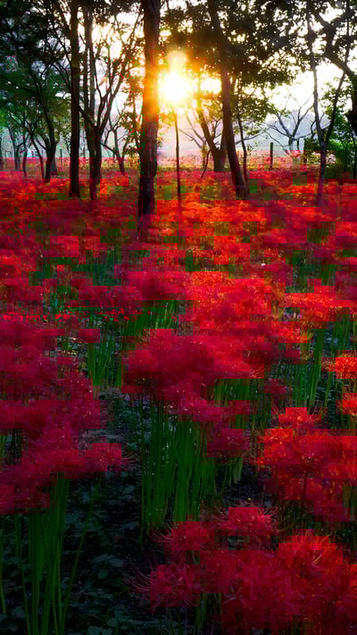 巾着田の彼岸花, 埼玉県 日高市 (© Deseree Joy Villanueva/Getty Images) mobile wallpaper