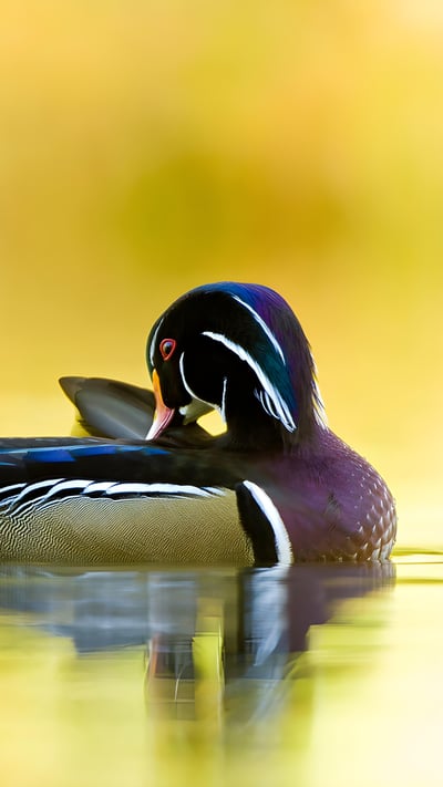Wood duck, Quebec, Canada (© Maxime Riendeau/Getty Images) mobile wallpaper
