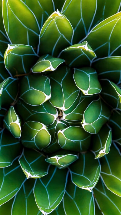 For Fibonacci Day, an agave plant (© Moab Republic/Shutterstock) mobile wallpaper